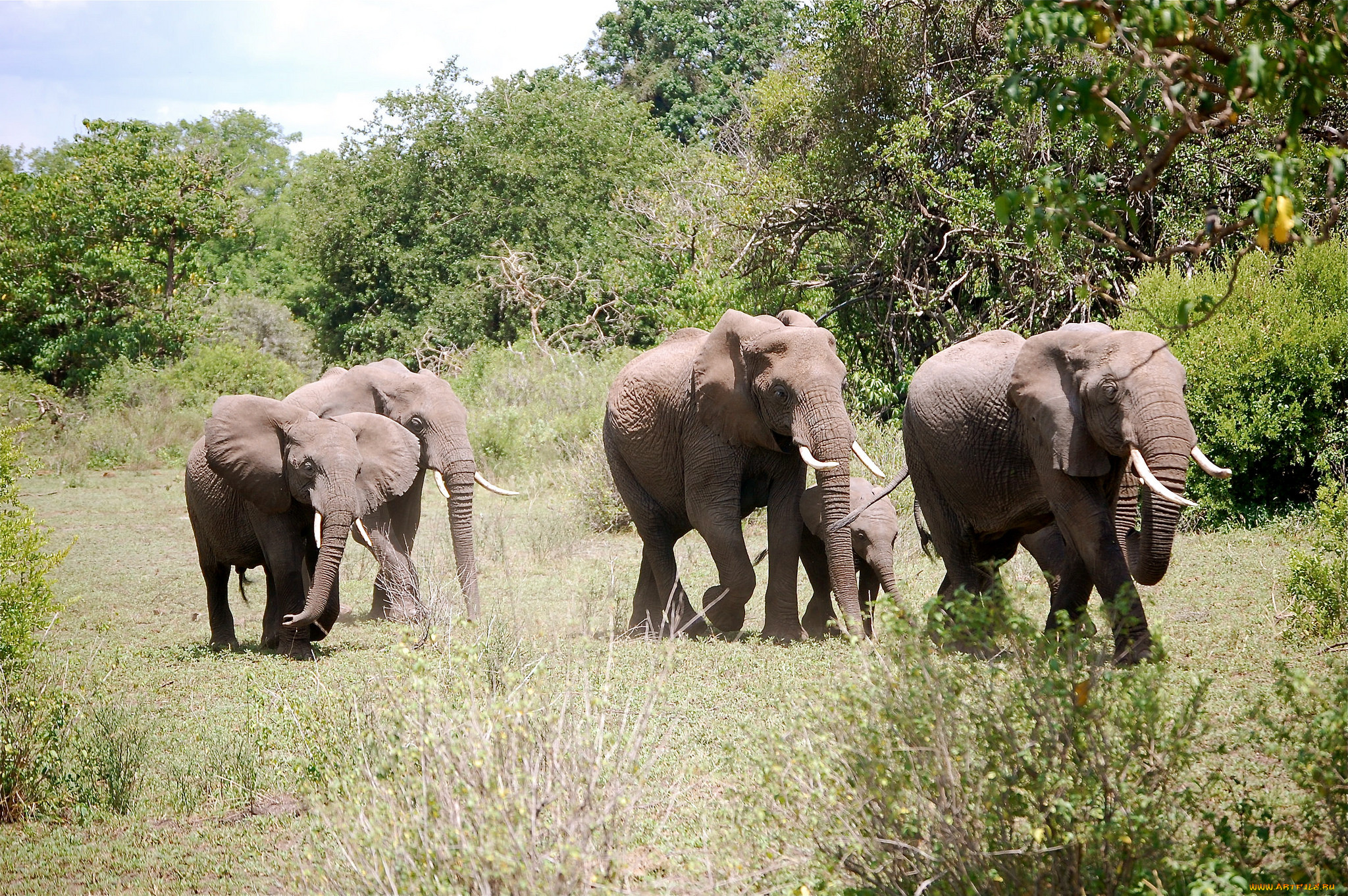 G elephant. Переход слонов. Слоны 18 +.